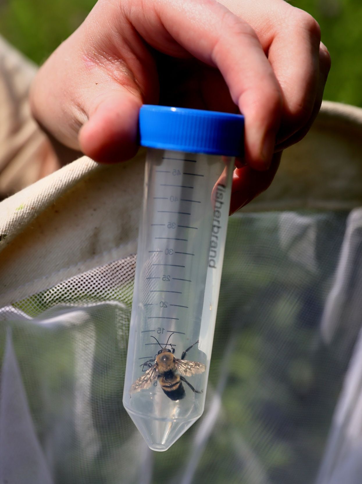Missouri Bumblebee Atlas, counting the bees
